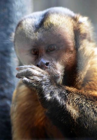 「写楽」さんからの投稿写真＠夢見ヶ崎動物公園