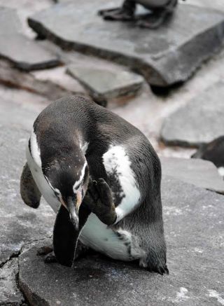 「写ガール」さんからの投稿写真＠夢見ヶ崎動物公園