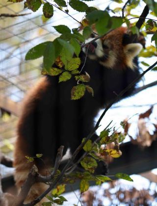 「写楽」さんからの投稿写真＠夢見ヶ崎動物公園