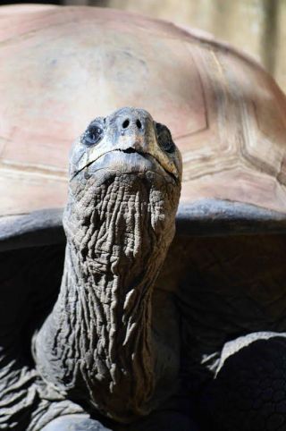 「写ガール」さんからの投稿写真＠夢見ヶ崎動物公園