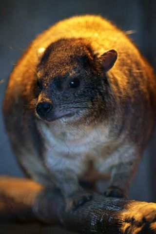 「写楽」さんからの投稿写真＠夢見ヶ崎動物公園