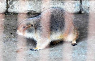 「写ガール」さんからの投稿写真＠夢見ヶ崎動物公園