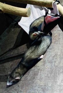 「写楽」さんからの投稿写真＠オービィ横浜（Orbi Yokohama）