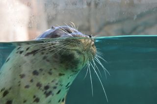 「メバル　パパ」さんからの投稿写真＠マリンピア日本海