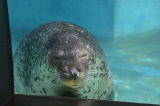 「メバル　パパ」さんからの投稿写真＠マリンピア日本海