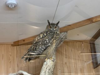 「くまちゃん」さんからの投稿写真＠松江フォーゲルパーク