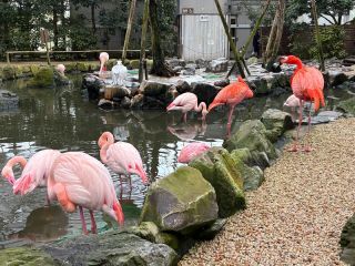 「くまちゃん」さんからの投稿写真＠松江フォーゲルパーク