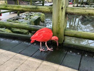 「くまちゃん」さんからの投稿写真＠松江フォーゲルパーク