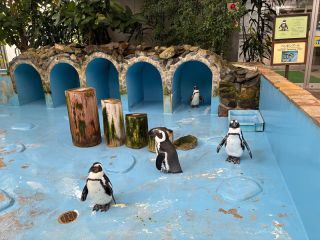 「くまちゃん」さんからの投稿写真＠松江フォーゲルパーク