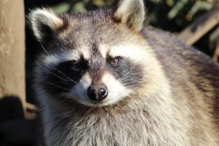 「永遠の三流　レグノの人」さんからの投稿写真＠日立市かみね動物園
