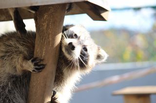 「永遠の三流　レグノの人」さんからの投稿写真＠日立市かみね動物園