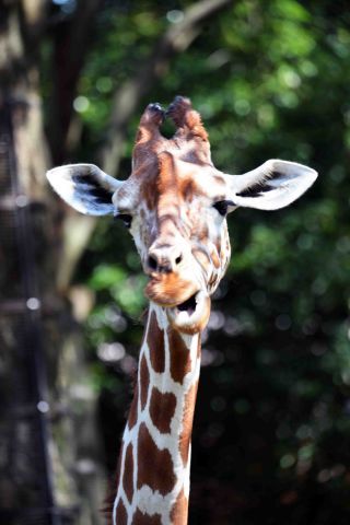 「写楽」さんからの投稿写真＠横浜市立金沢動物園