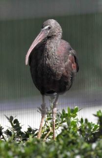 「写楽」さんからの投稿写真＠横浜市立金沢動物園