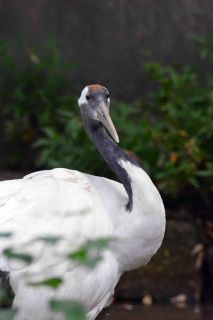 「写楽」さんからの投稿写真＠横浜市立金沢動物園