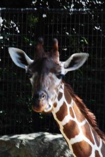 「写楽」さんからの投稿写真＠横浜市立金沢動物園