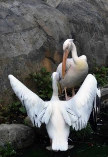 「写楽」さんからの投稿写真＠横浜市立金沢動物園