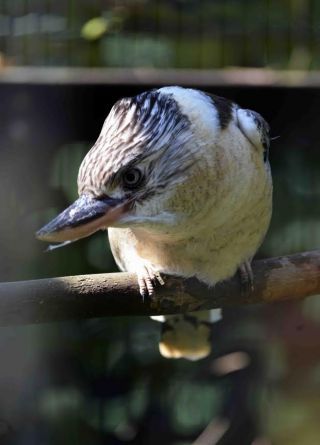 「写楽」さんからの投稿写真＠横浜市立金沢動物園