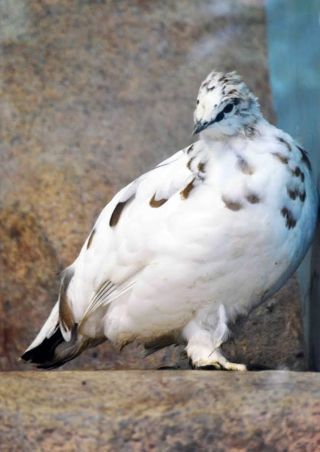 「写楽」さんからの投稿写真＠横浜市立金沢動物園