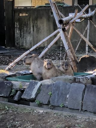 「おばあちゃん」さんからの投稿写真＠横浜市立金沢動物園