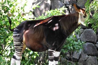 「写ガール」さんからの投稿写真＠横浜市立金沢動物園