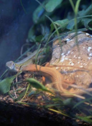 「写楽」さんからの投稿写真＠横浜市立金沢動物園