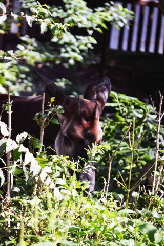 「写楽」さんからの投稿写真＠横浜市立金沢動物園