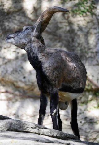 「写楽」さんからの投稿写真＠横浜市立金沢動物園