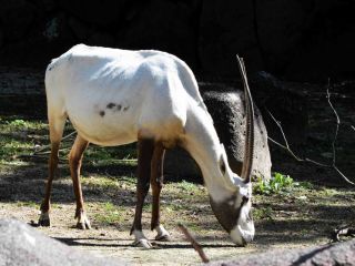 「写ガール」さんからの投稿写真＠横浜市立金沢動物園