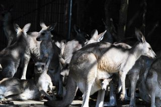 「写ガール」さんからの投稿写真＠横浜市立金沢動物園