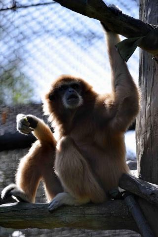 「写楽」さんからの投稿写真＠横浜市立金沢動物園