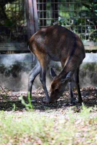 「写楽」さんからの投稿写真＠横浜市立金沢動物園