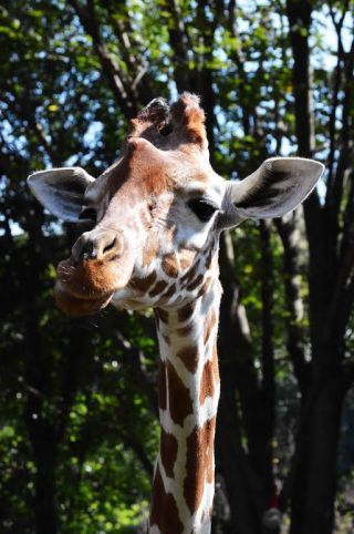 「写ガール」さんからの投稿写真＠横浜市立金沢動物園