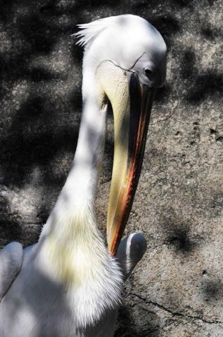 「写ガール」さんからの投稿写真＠横浜市立金沢動物園