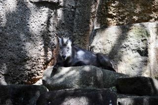 「写楽」さんからの投稿写真＠横浜市立金沢動物園