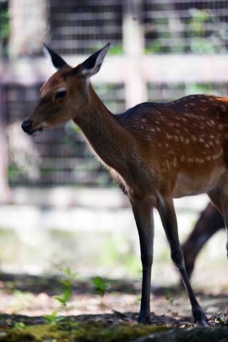 「写楽」さんからの投稿写真＠横浜市立金沢動物園