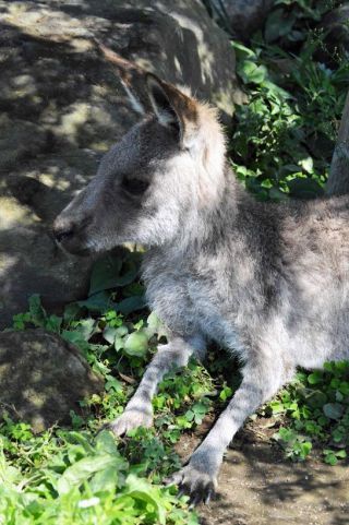 「写ガール」さんからの投稿写真＠横浜市立金沢動物園