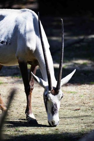 「写楽」さんからの投稿写真＠横浜市立金沢動物園