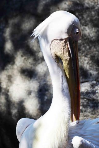 「写楽」さんからの投稿写真＠横浜市立金沢動物園