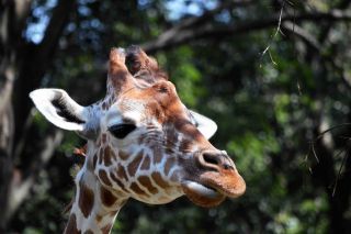 「写ガール」さんからの投稿写真＠横浜市立金沢動物園