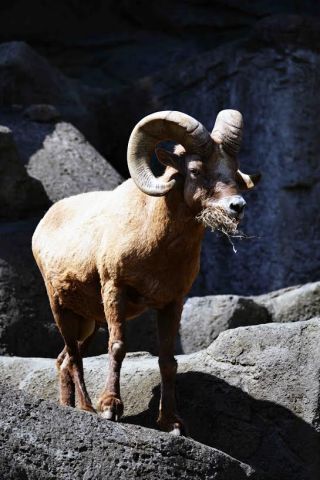 「写楽」さんからの投稿写真＠横浜市立金沢動物園