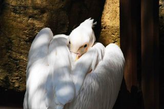 「写ガール」さんからの投稿写真＠横浜市立金沢動物園