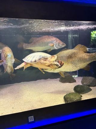 「まゆぼう」さんからの投稿写真＠カワスイ川崎水族館