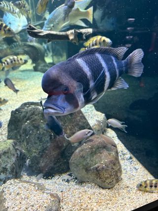 「まゆぼう」さんからの投稿写真＠カワスイ川崎水族館