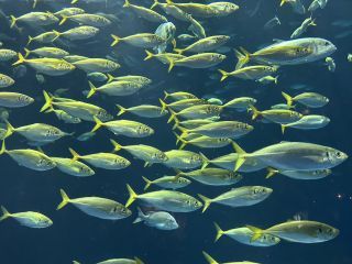 「ひとりーな」さんからの投稿写真＠四国水族館