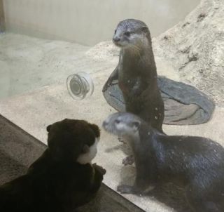 「こばえどん」さんからの投稿写真＠DMMかりゆし水族館