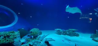 「釣遊海」さんからの投稿写真＠DMMかりゆし水族館