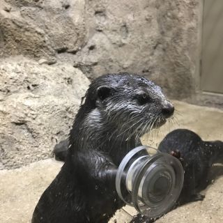 「なかた」さんからの投稿写真＠DMMかりゆし水族館