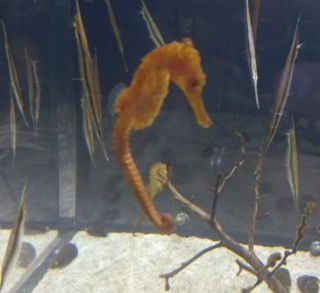 「こばえどん」さんからの投稿写真＠DMMかりゆし水族館