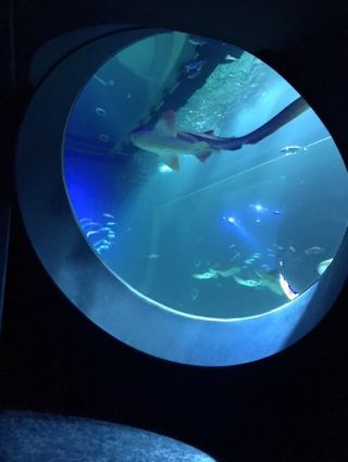 「タピオカ」さんからの投稿写真＠DMMかりゆし水族館