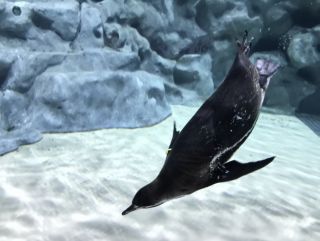 「タピオカ」さんからの投稿写真＠DMMかりゆし水族館